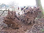 Click image for larger version

Name:	tree down 007.jpg
Views:	90
Size:	78.0 KB
ID:	1147