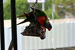 Click image for larger version

Name:	200920 002 Rainbow Lorikeets.jpg
Views:	142
Size:	28.6 KB
ID:	13739