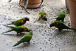 Click image for larger version

Name:	200920 008 Rainbow Lorikeets.jpg
Views:	138
Size:	64.1 KB
ID:	13740