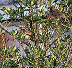 Click image for larger version

Name:	Redwing (9).jpg
Views:	94
Size:	100.0 KB
ID:	14435