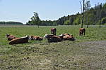 Click image for larger version

Name:	Cows in the meadow.jpg
Views:	322
Size:	54.2 KB
ID:	15963