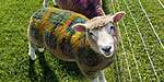 Click image for larger version

Name:	24fcb21935422e8720530c99d3ee1713--tartan-sheep.jpg
Views:	331
Size:	56.3 KB
ID:	16409