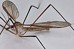 Click image for larger version

Name:	Cranefly 2.jpg
Views:	114
Size:	31.9 KB
ID:	5776