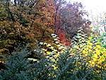 Click image for larger version

Name:	View from the patio in Autumn 2.jpg
Views:	66
Size:	41.2 KB
ID:	2686