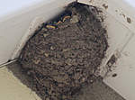 Click image for larger version

Name:	House martins - 02.jpg
Views:	204
Size:	39.8 KB
ID:	1262