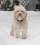 Click image for larger version

Name:	Alfie in the snow January 2013.jpg
Views:	83
Size:	35.0 KB
ID:	43