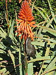 Click image for larger version

Name:	180715 016 Wattle Bird.jpg
Views:	96
Size:	93.5 KB
ID:	6507