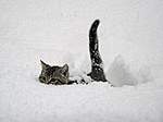 Click image for larger version

Name:	cat-in-snow.jpg
Views:	25
Size:	31.6 KB
ID:	4942