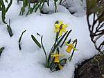 Click image for larger version

Name:	Snowdaffs.jpg
Views:	145
Size:	35.7 KB
ID:	5665