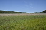 Click image for larger version

Name:	Meadows looking towards town.jpg
Views:	293
Size:	38.0 KB
ID:	15957