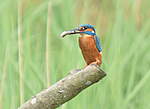 Click image for larger version

Name:	Male Kingfisher.jpg
Views:	53
Size:	20.6 KB
ID:	333