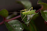 Click image for larger version

Name:	Cricket.jpg
Views:	110
Size:	22.7 KB
ID:	5775