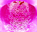 Click image for larger version

Name:	foxglove-macro.jpg
Views:	178
Size:	67.0 KB
ID:	16294