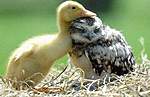 Click image for larger version

Name:	duckling-friend.jpg
Views:	46
Size:	38.9 KB
ID:	3201