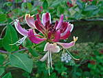 Click image for larger version

Name:	HONEYSUCKLE BLOOM.jpg
Views:	56
Size:	40.2 KB
ID:	7615