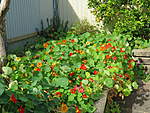 Click image for larger version

Name:	170812 001 Nasturtium .jpg
Views:	111
Size:	78.7 KB
ID:	3642