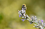 Click image for larger version

Name:	Bee on Lavender.jpg
Views:	100
Size:	22.0 KB
ID:	5797