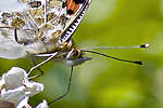 Click image for larger version

Name:	Butterfly detail 2.jpg
Views:	92
Size:	47.9 KB
ID:	5803