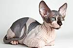 Click image for larger version

Name:	Sphynx-Cat.jpg
Views:	67
Size:	32.6 KB
ID:	4375