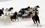 Click image for larger version

Name:	12929-1280x800-Snow-Horses.jpg
Views:	42
Size:	29.3 KB
ID:	4665