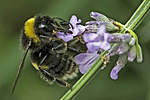 Click image for larger version

Name:	Bee on Lavender 3.jpg
Views:	136
Size:	37.5 KB
ID:	5805