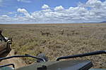 Click image for larger version

Name:	Cheetah with cubs 2.jpg
Views:	181
Size:	41.5 KB
ID:	15651