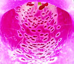 Click image for larger version

Name:	foxglove-macro.jpg
Views:	175
Size:	67.0 KB
ID:	16294