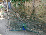 Click image for larger version

Name:	peacock.jpg
Views:	47
Size:	66.2 KB
ID:	6491