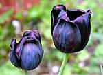 Click image for larger version

Name:	752969-black-tulips.jpg
Views:	51
Size:	30.7 KB
ID:	5189