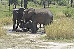 Click image for larger version

Name:	Elephants 2.jpg
Views:	172
Size:	59.1 KB
ID:	15663