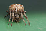Click image for larger version

Name:	A jumbo Spider.jpg
Views:	106
Size:	27.1 KB
ID:	5795