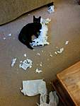 Click image for larger version

Name:	Kitten in trouble 1.jpg
Views:	59
Size:	67.2 KB
ID:	5854