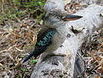 Click image for larger version

Name:	180502 129 Cooktown Kookaburra.jpg
Views:	130
Size:	58.5 KB
ID:	5912