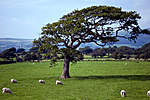 Click image for larger version

Name:	Lone Tree over50.jpg
Views:	249
Size:	63.3 KB
ID:	5077