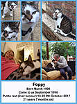 Click image for larger version

Name:	Poppy.jpg
Views:	97
Size:	97.8 KB
ID:	4150