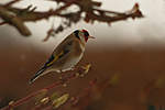 Click image for larger version

Name:	Goldfinch.jpg
Views:	132
Size:	18.5 KB
ID:	5280