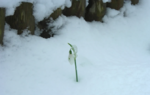 Click image for larger version

Name:	snowdrop.PNG
Views:	64
Size:	328.6 KB
ID:	5489