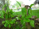 Jack-in-the-Pulpits