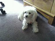 My 13 year old buddy, Taz.  Yep, he's a male Toy Poodle.  Just not clipped like one. lol