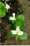 trillium.....Ontario's flower