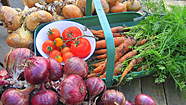 A small home grown harvest. Onions lasted well.