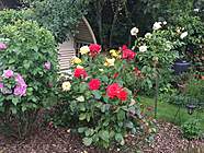 Rose garden and arbour. Created in memory of my younger brother.