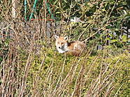 Fox sunbathing on top of a hedge in my garden