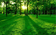 Free download Natural Wallpaper background Green Nature with sunrise wallpaper