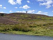 WINDBLOWN ON A HEATHER MOOR