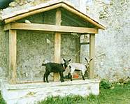 My goats