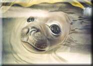 AIRBRUSHED SEAL PUP 
 
No digital manipulation. Airbrush. Freehand. Polyurethane two-pack paint on side of truck. 9 hours.