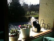 Doggy being a plantpot in the sun
