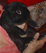 pet rabbit "jack"