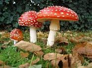 Musroom photos